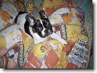 Bouledogue francais, French Bulldog