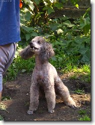 Poodle, Caniche