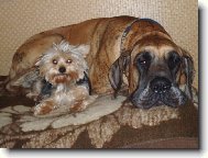 Deutsche Dogge