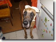 Deutsche Dogge
