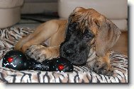 Deutsche Dogge
