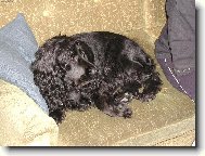 English Cocker Spaniel