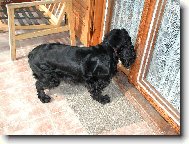 English Cocker Spaniel