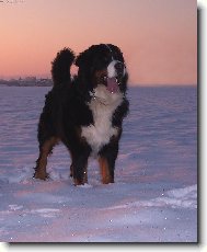 Berner Sennenhund