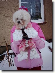 Bichon á poil frisé, Bichon Frise