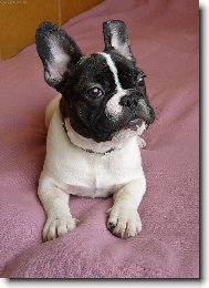 Bouledogue francais, French Bulldog