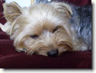 Jorkšírský terier, Yorkshire Terrier,