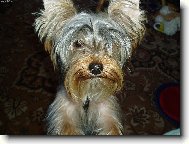 Jorkšírský terier, Yorkshire Terrier,