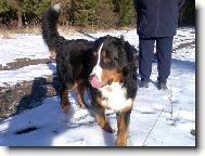Berner Sennenhund