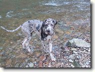 Deutsche Dogge