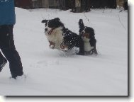Berner Sennenhund