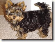 Chinese Crested Dog