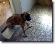 Deutscher Boxer