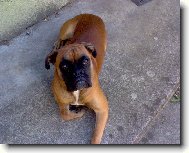 Deutscher Boxer