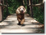 English Cocker Spaniel