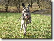 Deutsche Dogge