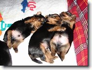 Jorkšírský terier, Yorkshire Terrier,