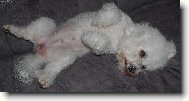 Bichon á poil frisé, Bichon Frise