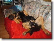 Rottweiler