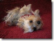 Chinese Crested Dog