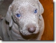 Weimaraner, Weimaraner Vorsterhund