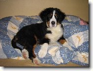 Berner Sennenhund