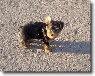 Jorkšírský terier, Yorkshire Terrier,
