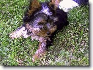 Jorkšírský terier, Yorkshire Terrier,