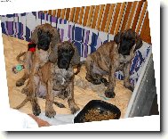 Deutsche Dogge