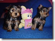 Jorkšírský terier, Yorkshire Terrier,