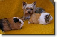 Chinese Crested Dog