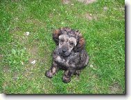 Poodle, Caniche