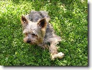 Jorkšírský terier, Yorkshire Terrier,