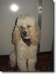Poodle, Caniche