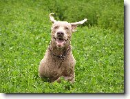 Weimaraner, Weimaraner Vorsterhund
