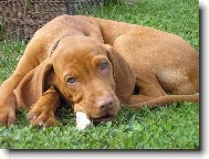 Rövidszörü Magyar Vizsla, Hungarian Short-haired Pointing Dog