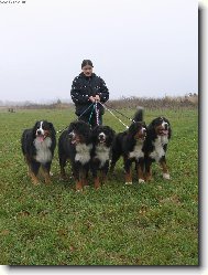 Berner Sennenhund