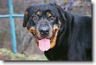 Rottweiler