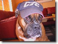 Deutscher Boxer
