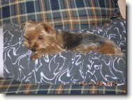 Jorkšírský terier, Yorkshire Terrier,