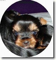 Jorkšírský terier, Yorkshire Terrier,