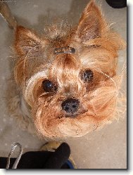 Jorkšírský terier, Yorkshire Terrier,
