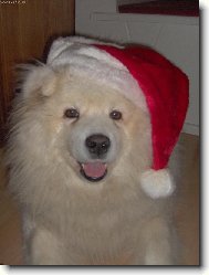 Samojed