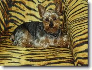 Jorkšírský terier, Yorkshire Terrier,
