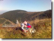 Siberian Husky