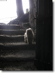 Poodle, Caniche