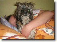 icu, Shih-Tzu