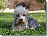 Dandie Dinmont Terrier