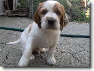 Irish Red and White Setter