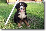 Berner Sennenhund